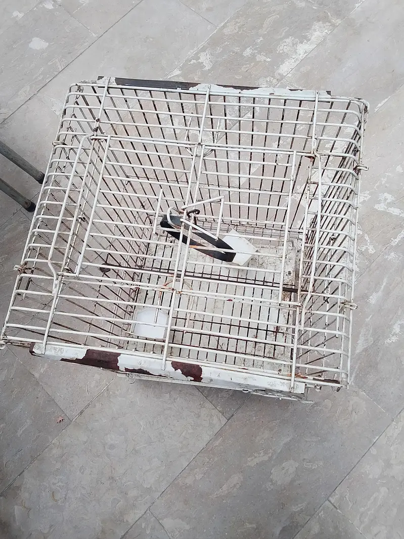 Parrot cage Heawy and Beautifull — photo 2