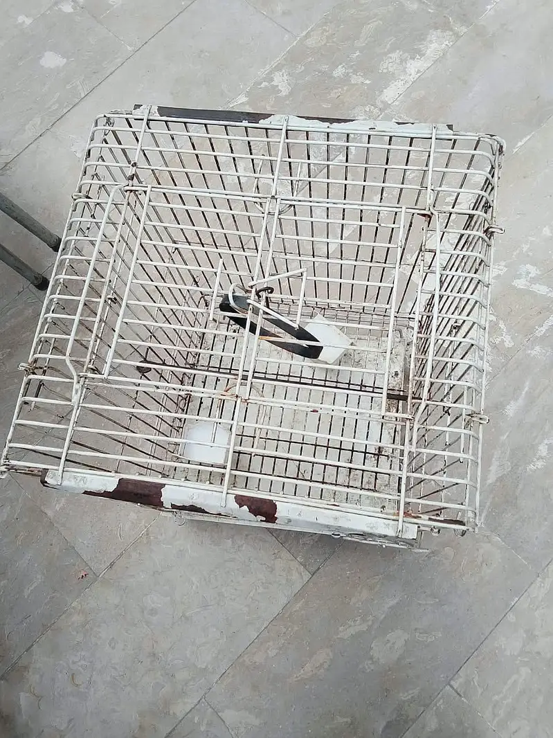 Parrot cage Heawy and Beautifull — photo 7
