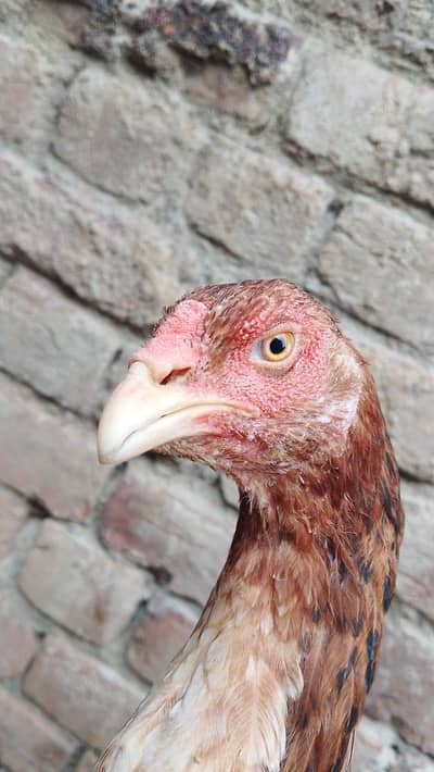 Urgent sale Turkish hint female