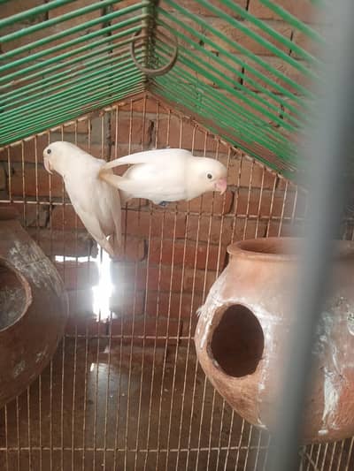 1 full bridar par ha 1 mail ha with cage 03024970447