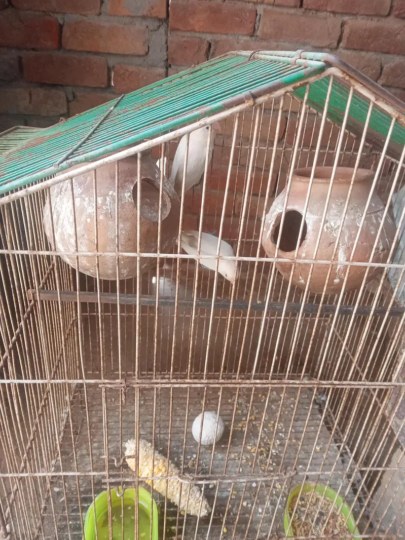1 full bridar par ha 1 mail ha with cage 03024970447 — photo 2