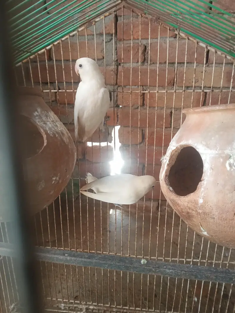 1 full bridar par ha 1 mail ha with cage 03024970447 — photo 3