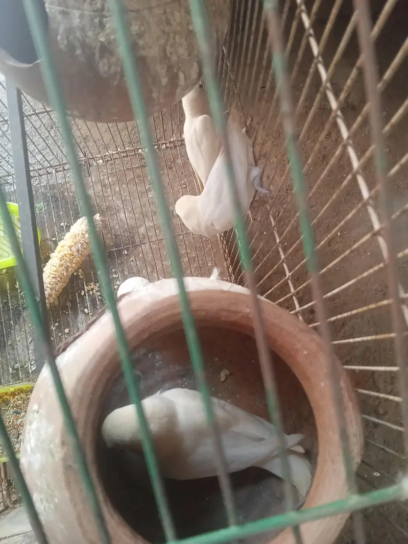 1 full bridar par ha 1 mail ha with cage 03024970447 — photo 4