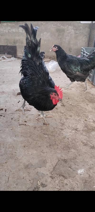 Australorp / black Australorp/ Australorp heritage