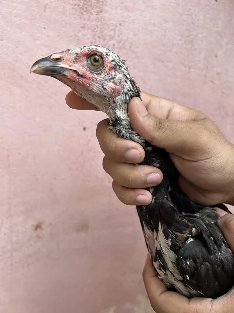 Aseel chicks 03280964190 — photo 2