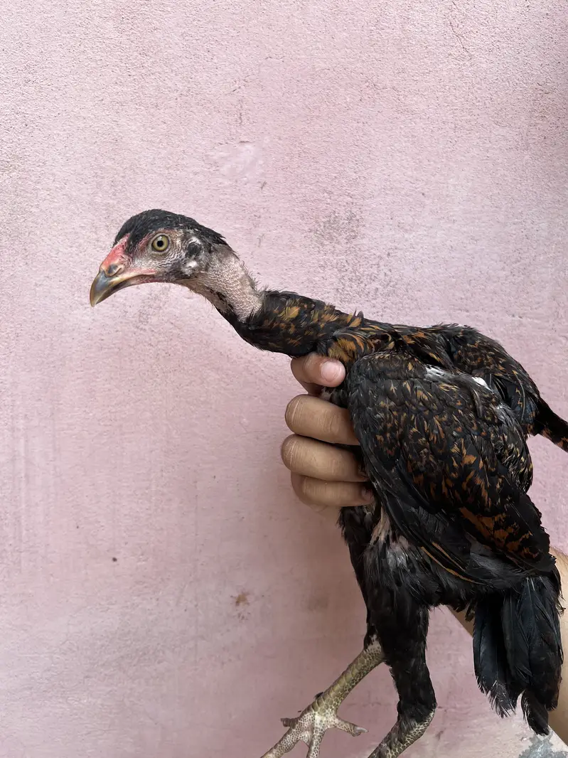 Aseel chicks 03280964190 — photo 3