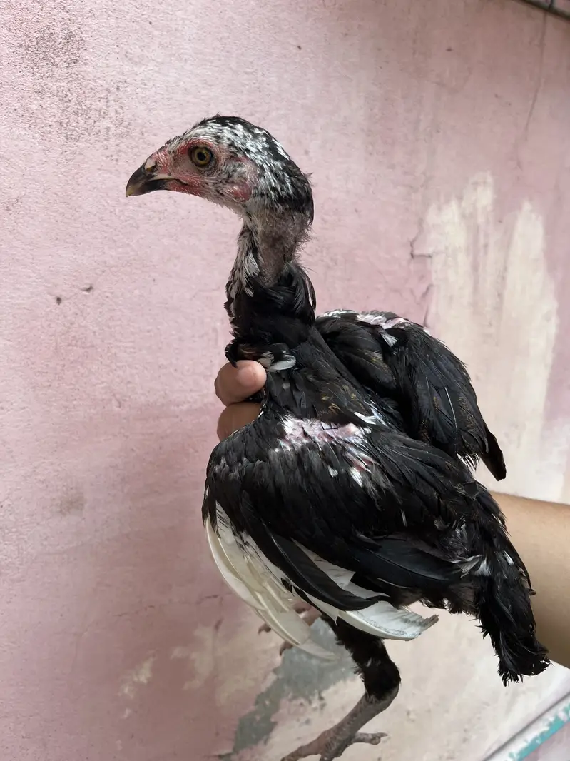 Aseel chicks 03280964190 — photo 4