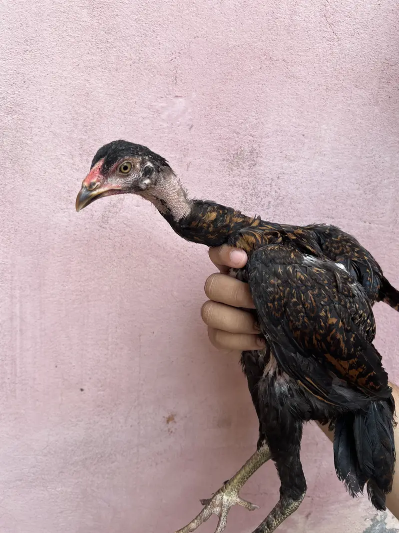 Aseel chicks 03280964190 — photo 7