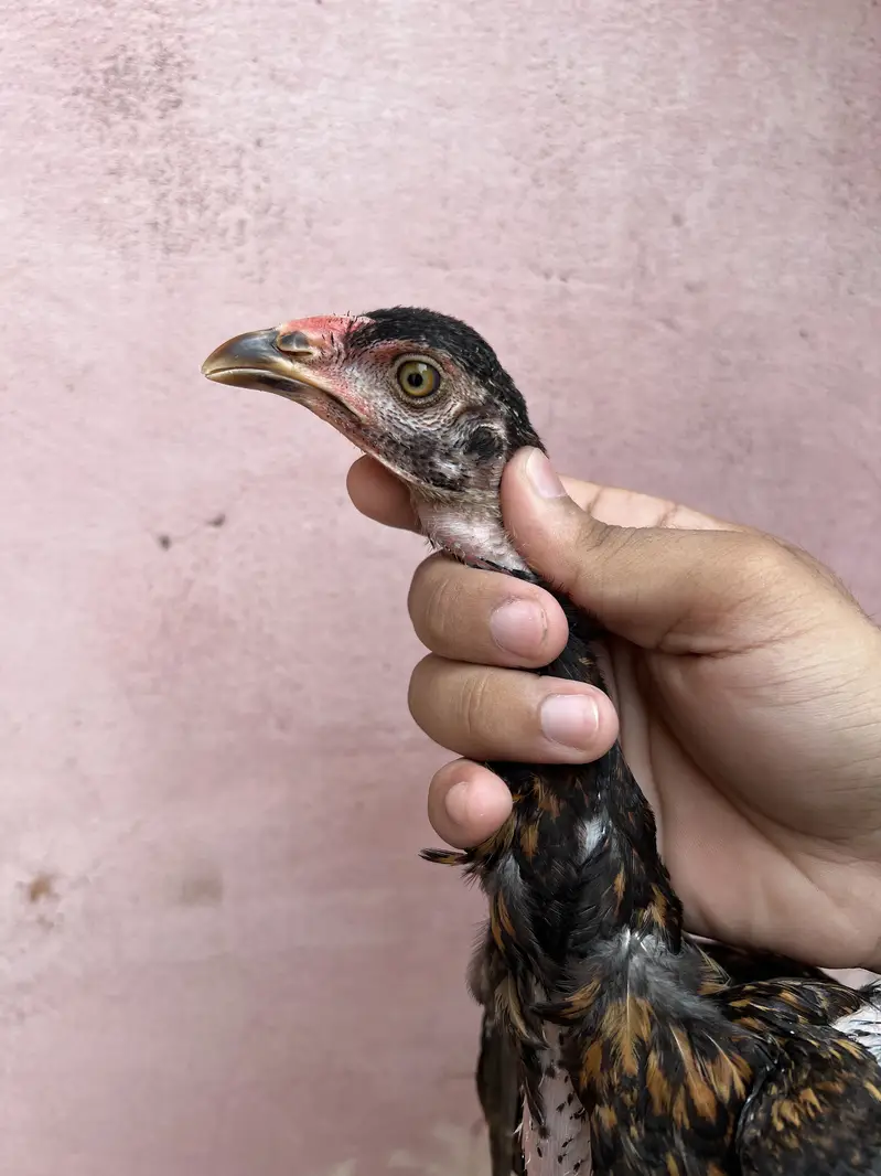 Aseel chicks 03280964190 — photo 8