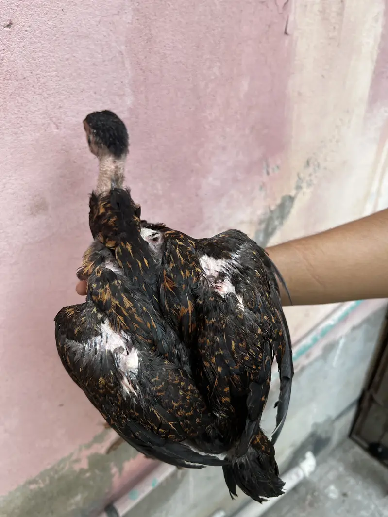 Aseel chicks 03280964190 — photo 9
