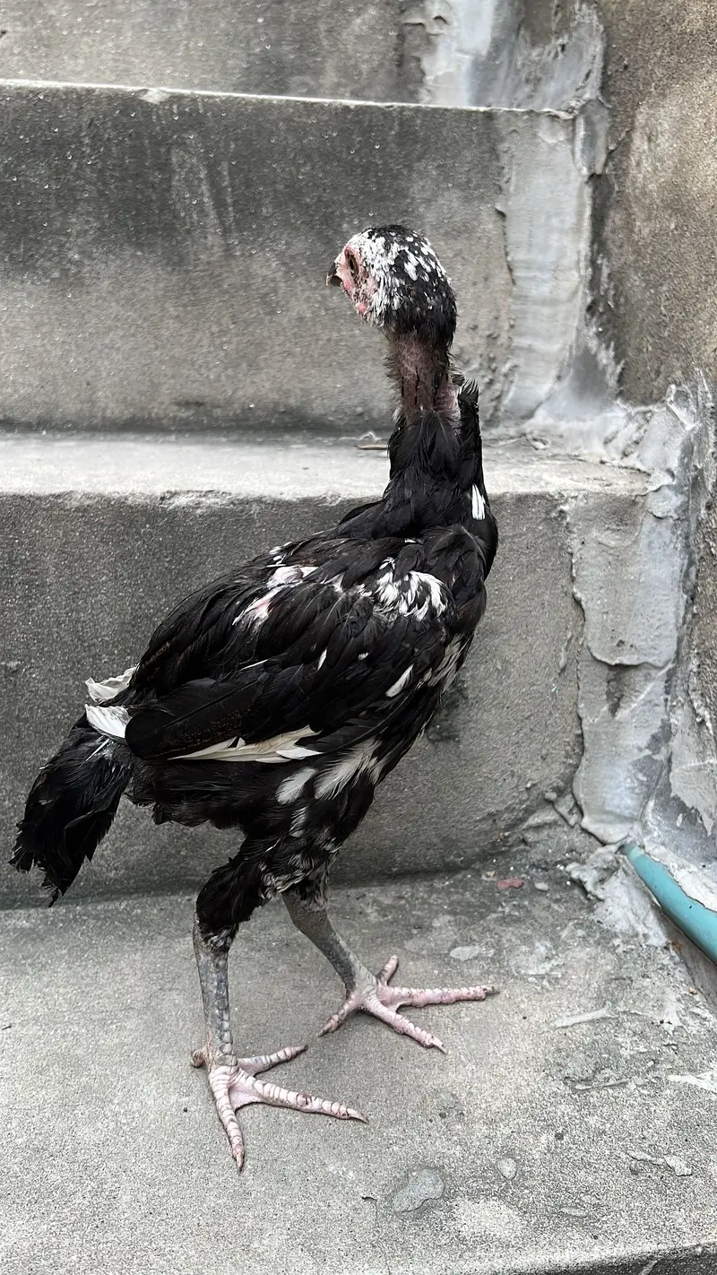 Aseel chicks 03280964190 — photo 10