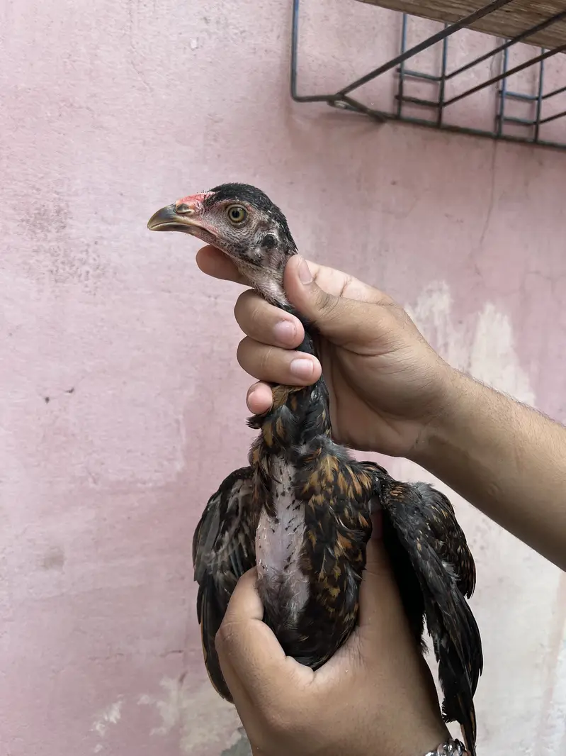 Aseel chicks 03280964190 — photo 11