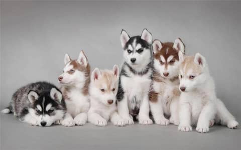 Siberian husky puppies dog for sale
