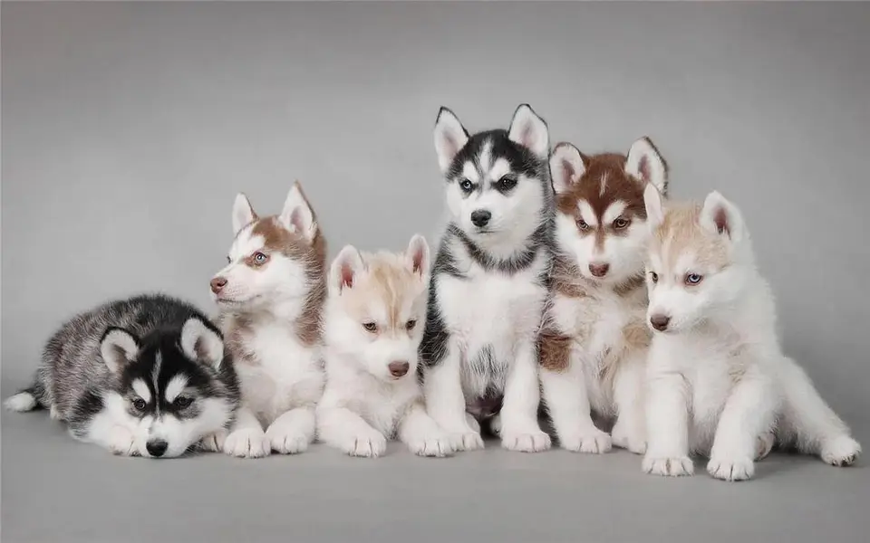 Siberian husky puppies dog for sale