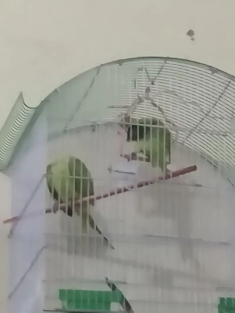 parrot 
