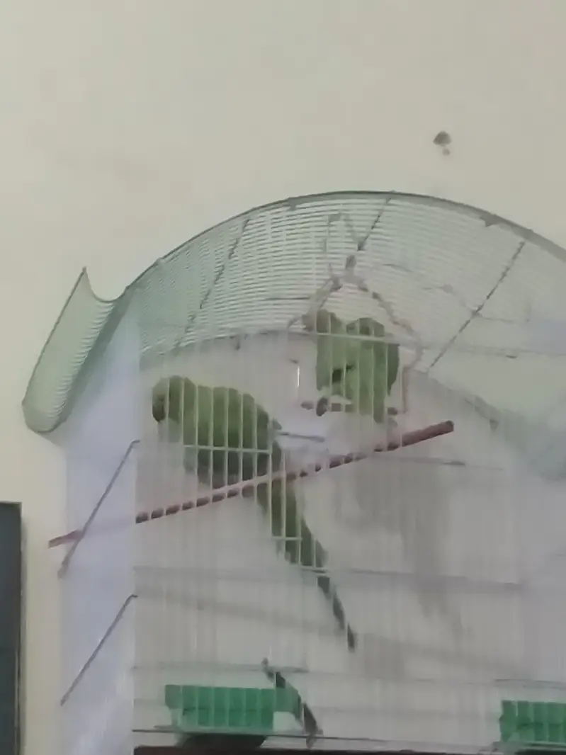 parrot  — photo 2