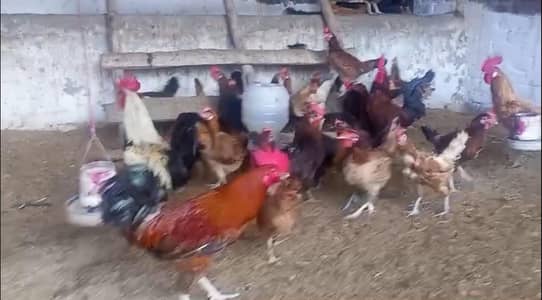 layer hens for sale