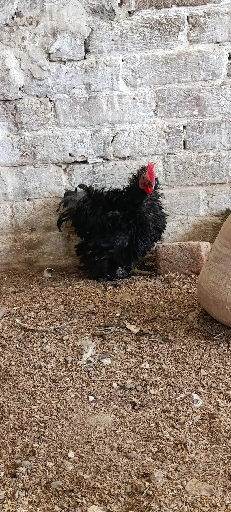 molted/frizzle/black bantam pairs available — photo 2