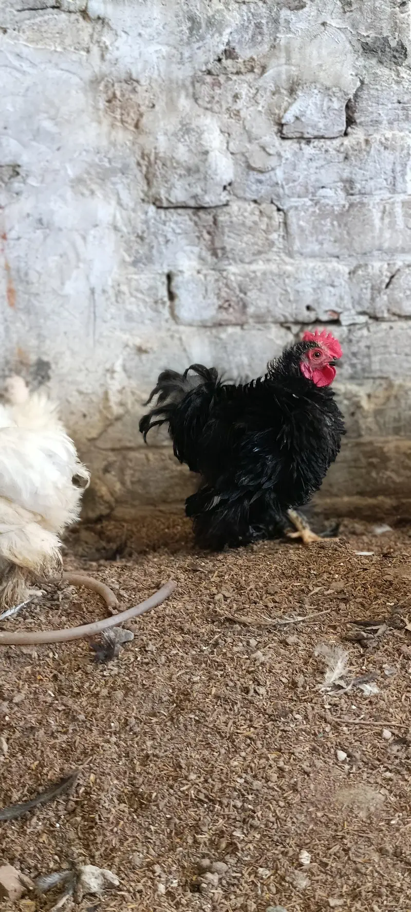 molted/frizzle/black bantam pairs available — photo 3