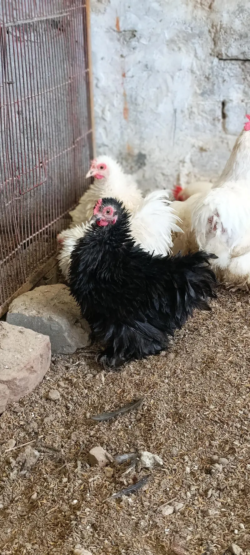 molted/frizzle/black bantam pairs available — photo 4