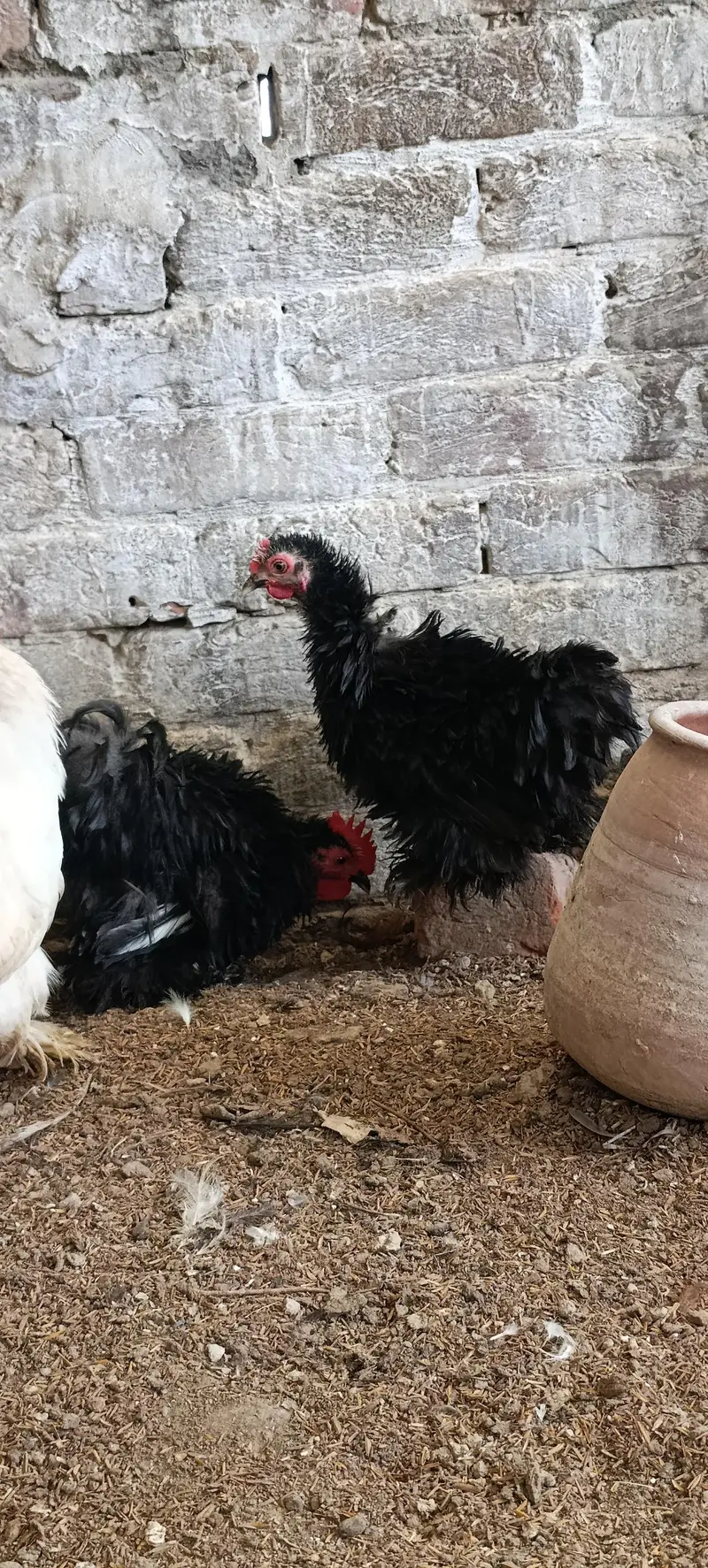 molted/frizzle/black bantam pairs available — photo 5