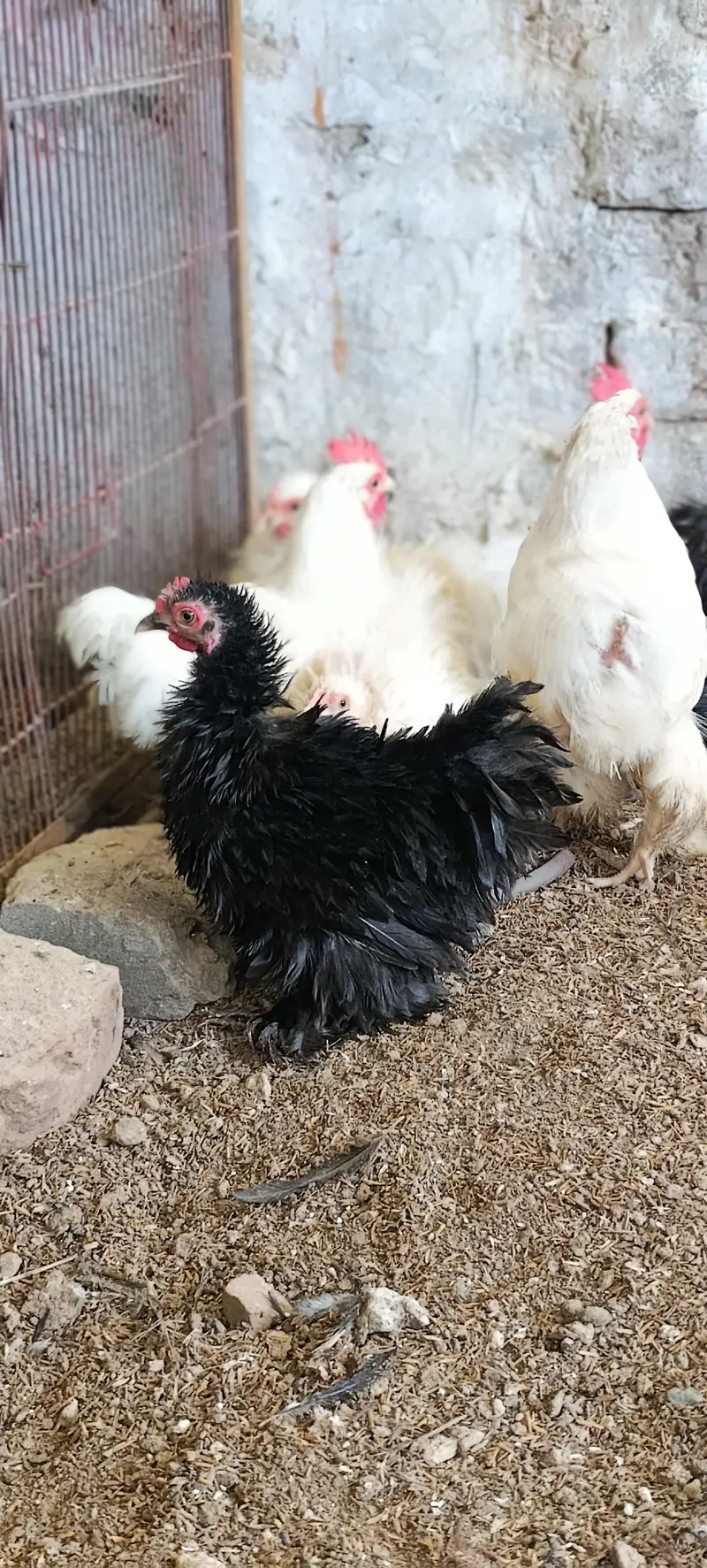 molted/frizzle/black bantam pairs available — photo 6