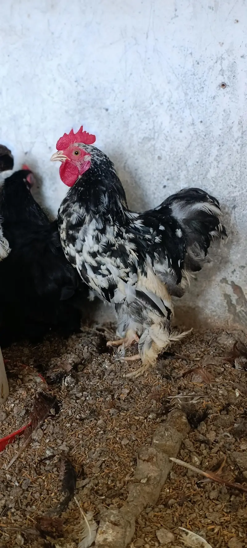 molted/frizzle/black bantam pairs available — photo 7