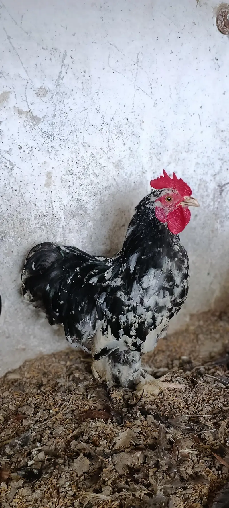 molted/frizzle/black bantam pairs available — photo 8
