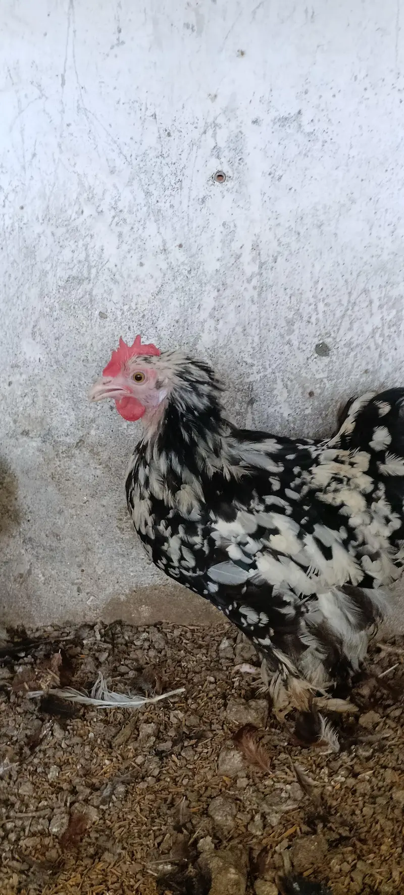 molted/frizzle/black bantam pairs available — photo 9