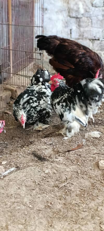 molted/frizzle/black bantam pairs available
