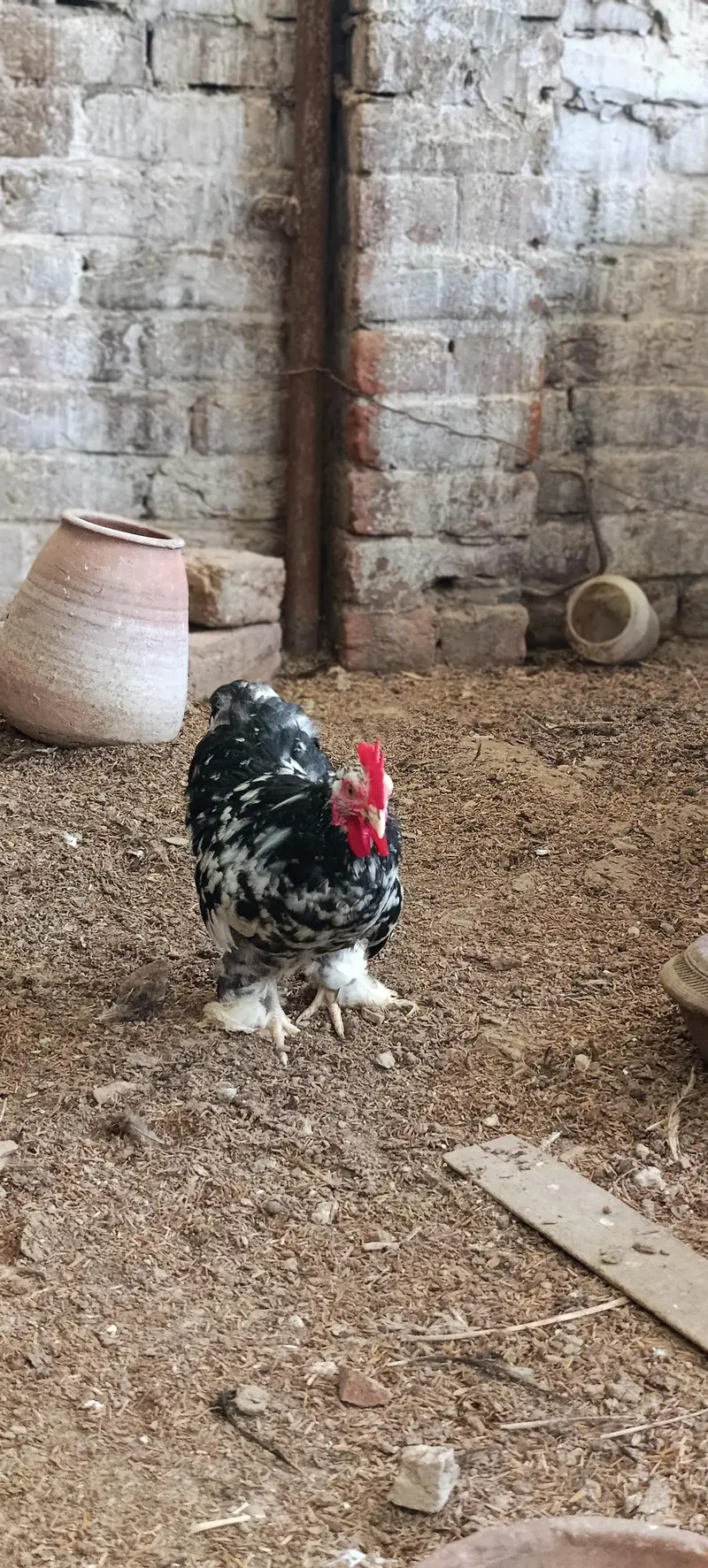 molted/frizzle/black bantam pairs available — photo 11
