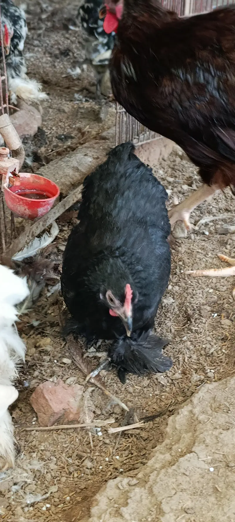 molted/frizzle/black bantam pairs available — photo 12