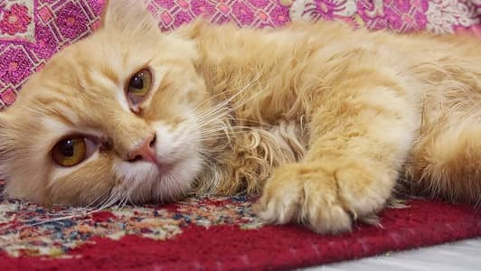 Persian cat for sale