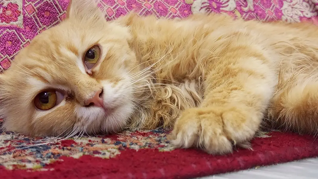 Persian cat for sale