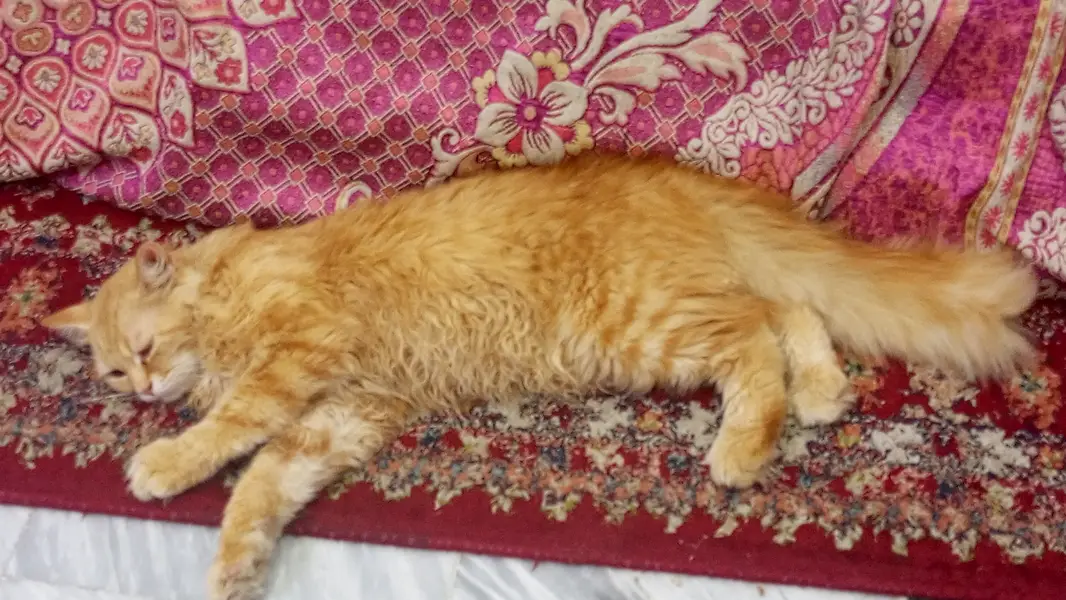Persian cat for sale — photo 2