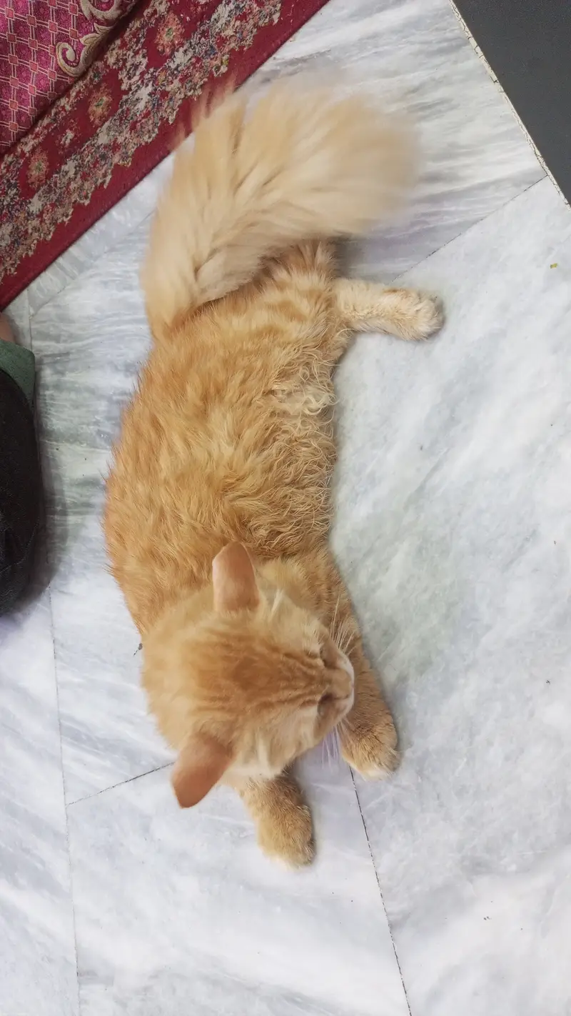 Persian cat for sale — photo 3
