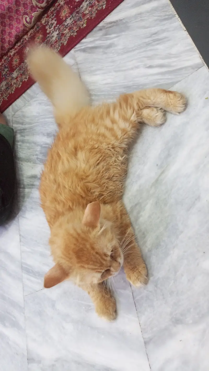Persian cat for sale — photo 4