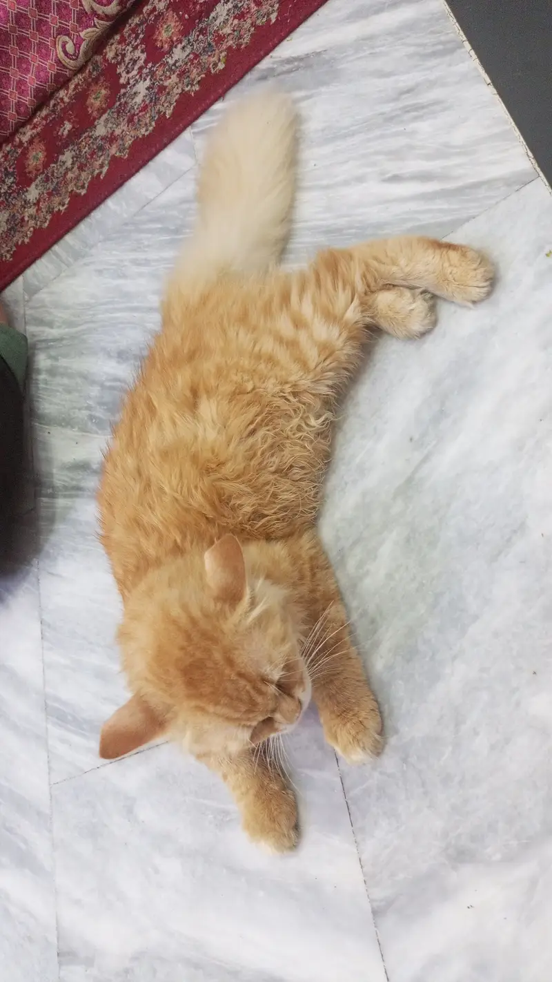 Persian cat for sale — photo 5