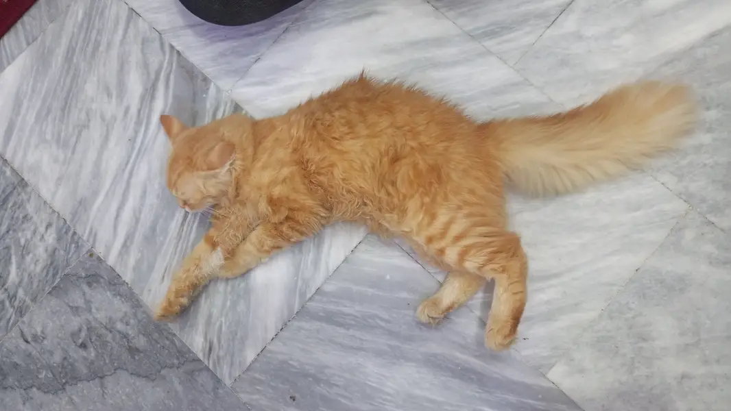 Persian cat for sale — photo 6