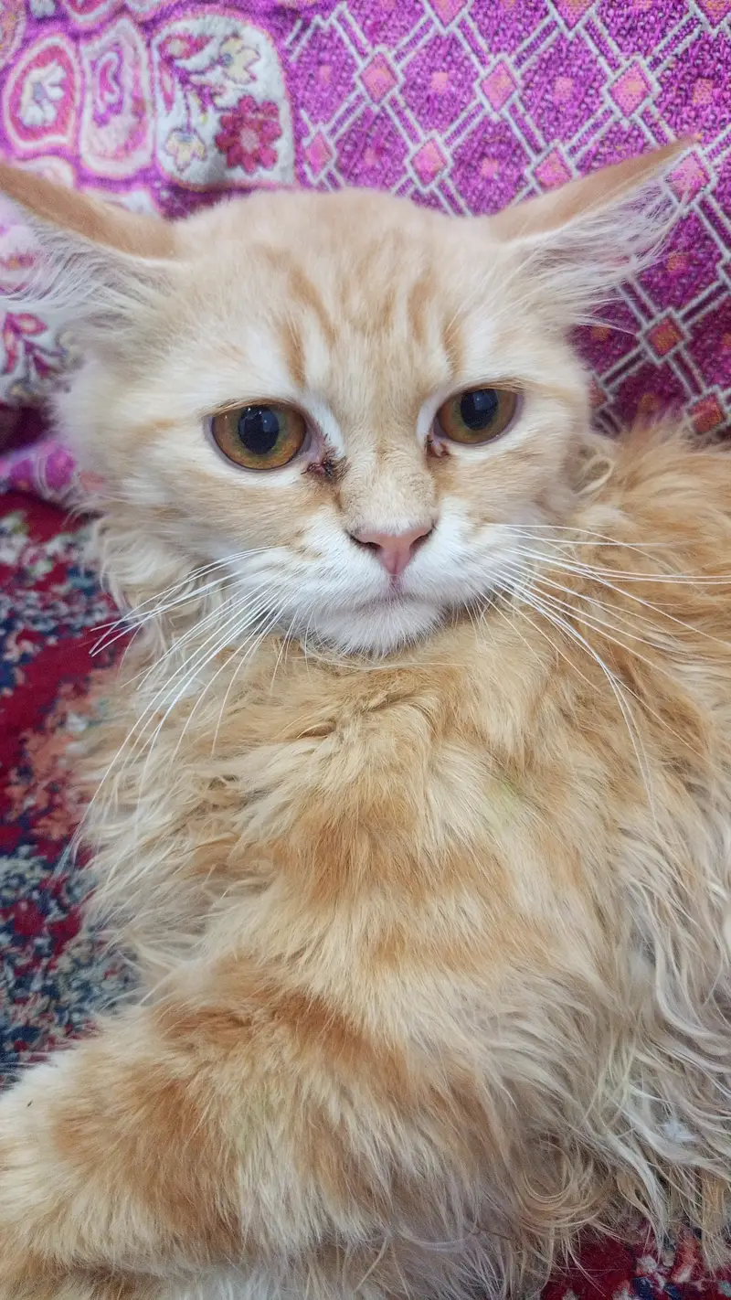 Persian cat for sale — photo 7