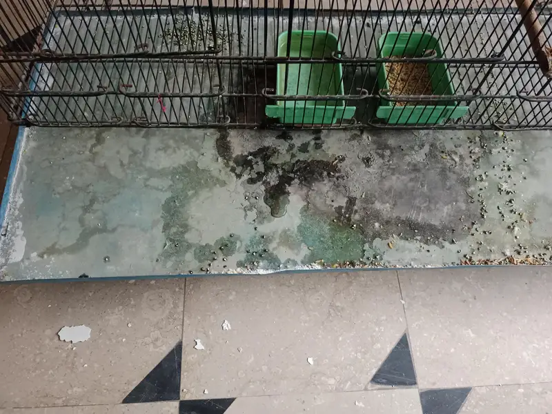 Cage with Breeding Box for sale — photo 5