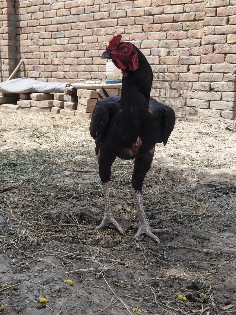 9 month pure mianawali aseeel — photo 3