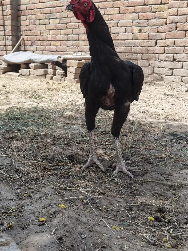 9 month pure mianawali aseeel — photo 4