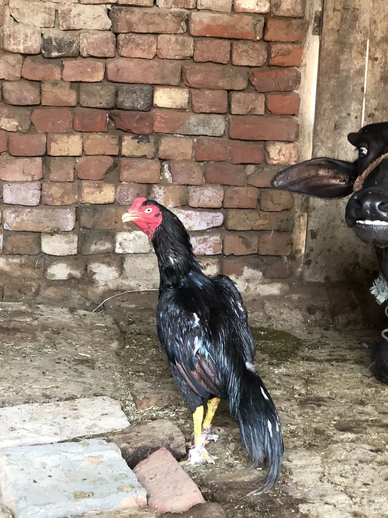 Mianwali aseel High quality  patha mashallaha — photo 3