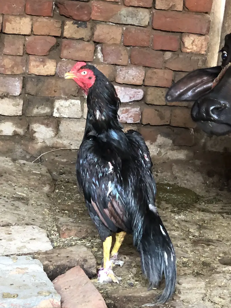 Mianwali aseel High quality  patha mashallaha — photo 4