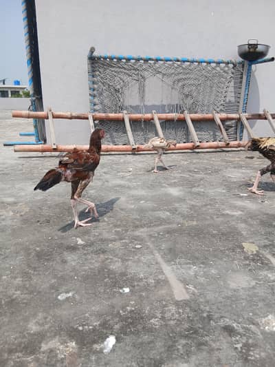 Aseel pair with 5 pure aseel chick's of 4 months