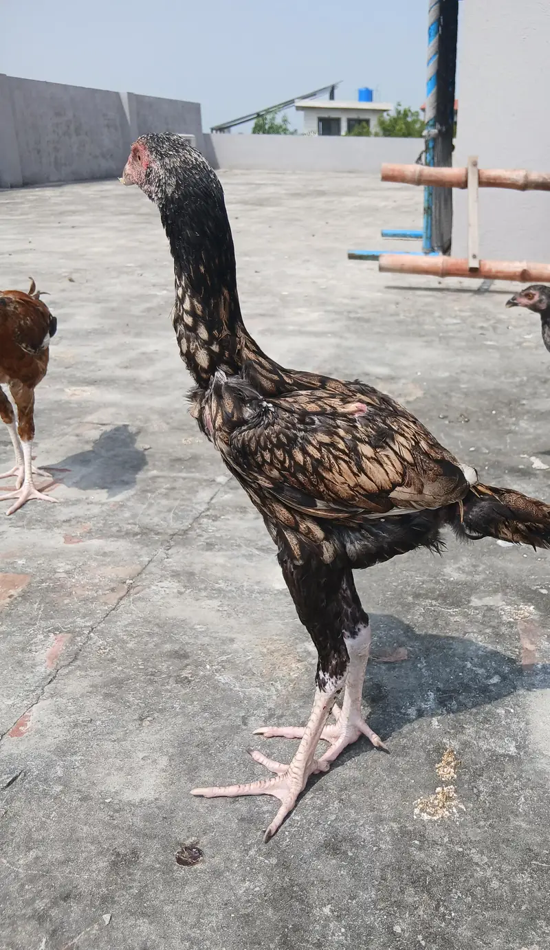 Aseel pair with 5 pure aseel chick's of 4 months — photo 2