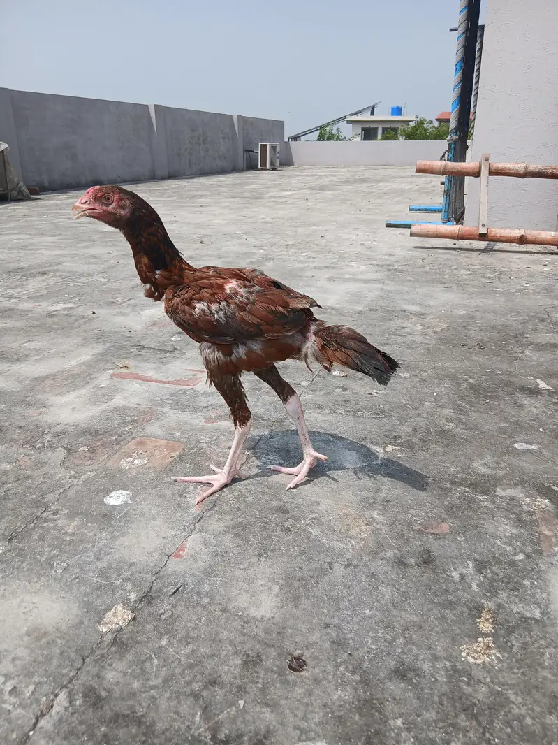 Aseel pair with 5 pure aseel chick's of 4 months — photo 3
