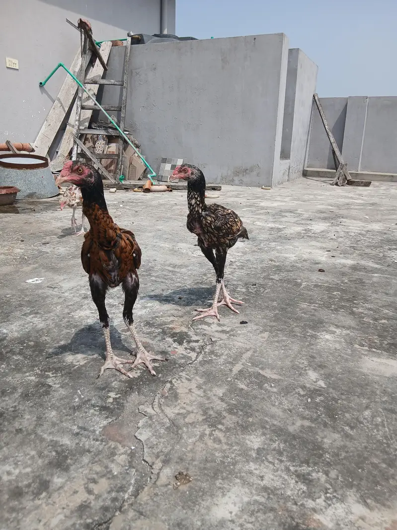 Aseel pair with 5 pure aseel chick's of 4 months — photo 4