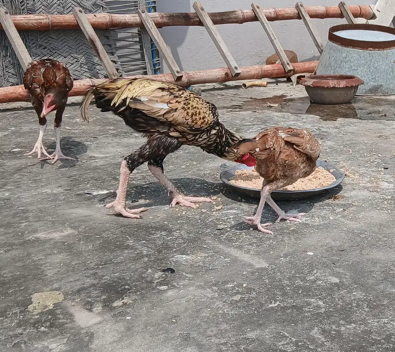 Aseel pair with 5 pure aseel chick's of 4 months — photo 5